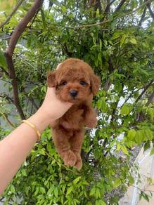 Red toy poodle puppy