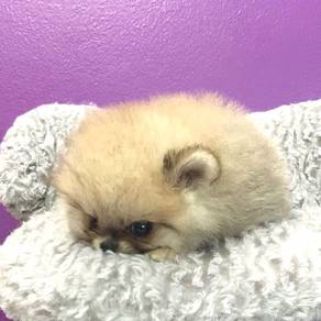 88TT Beautiful Tiny Pomeranian puppies