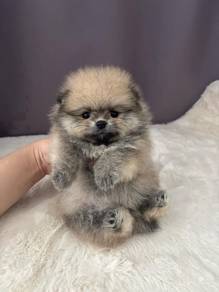 QD1S22 Tiny Pomeranian puppies