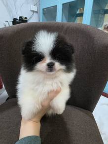 Parti Panda Pom