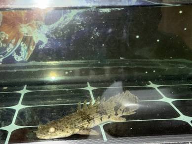 Healthy Dinosaur Bichir (Polypterus) for Sale