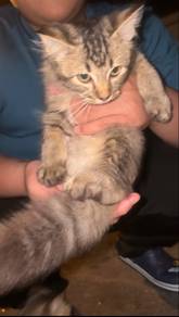 Kucing tabby longhair