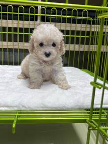 Parti Color poodle