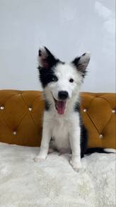 Border Collie Blue Eye