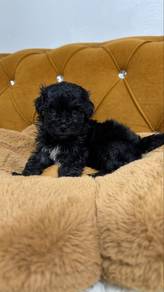 Black Maltipoo