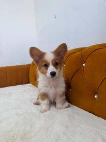 Corgi