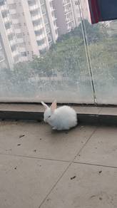 Rabbit Street
