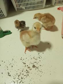 3 chicks for sale