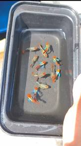 Guppy high grade