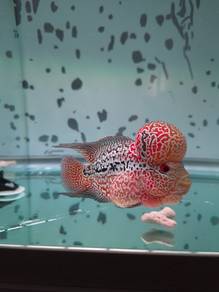 Flowerhorn kamfa F4