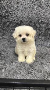 BichonSpitz Female Puppy F-2