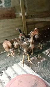 Ayam Baik