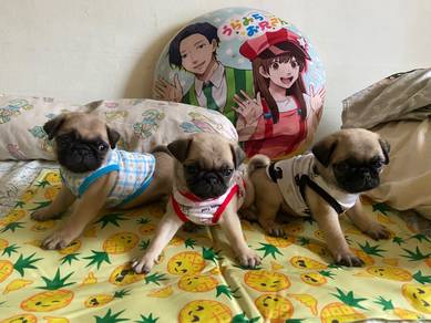 pug