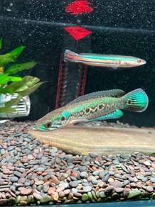 Channa pleurophthalma