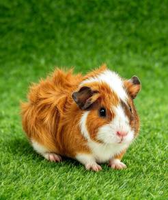 Guinea Pig Abysinian Arbok