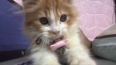 Parsi kitten