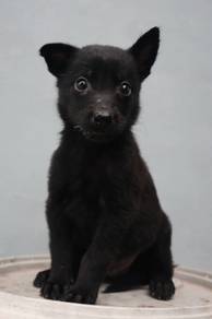 Belgian Malinois 