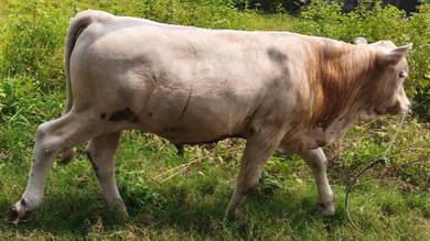 Anak lembu jantan charolis