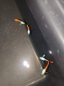 guppy dumbo redtail short body 