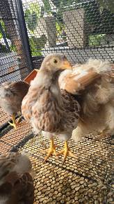 Ayam Brahma dan Wyandotte