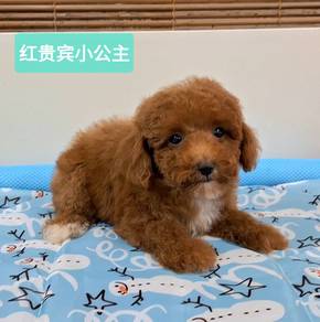 Toy Poodle 🐩 ❤️ 💖 💕  ♥️ 🐩 