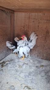 Ayam serama