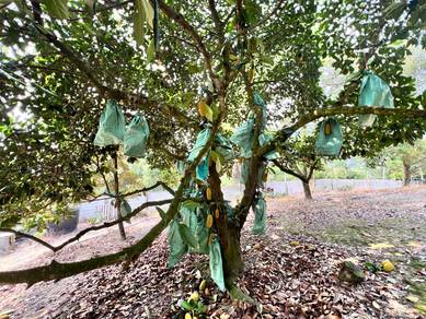 6.4 Acre Agriculture Land Mantin Negeri Sembilan With 196 Durian Tree