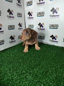 Miniature Dachshund dapple girl