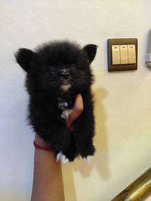 Pomshi puppie 