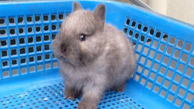 pure netherland dwarf
