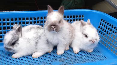 netherland dwarf