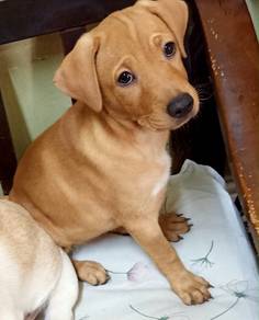 female dog adoption (3 months)