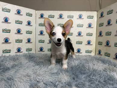 Corgi puppy