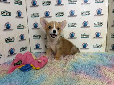Corgi puppy