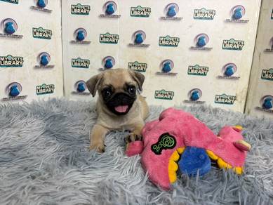 Pug puppy