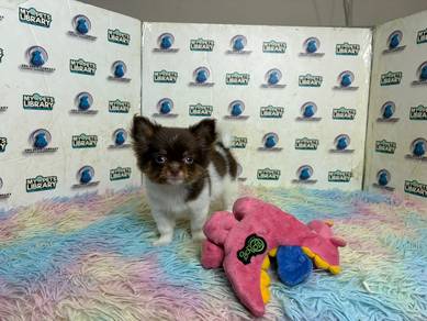 Long coat chihuahua puppy
