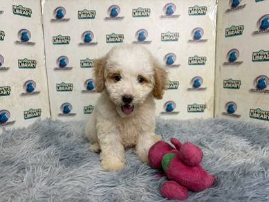 Maltipoo puppy