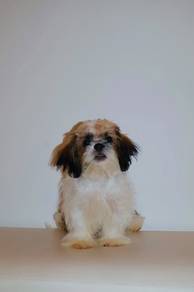 J0779 Shih Tzu sweet, playful, and adorable puppy
