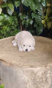 Short Legs MaltiPoo (Maltese c Poodle) Female 马尔泰