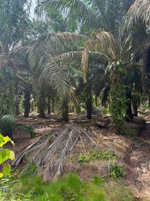Tanah Pertanian untuk Dijual