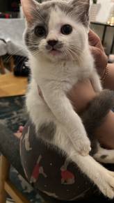 British Shorthair Bi Colour