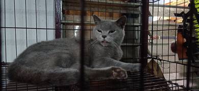 British Shorthair