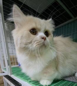 Munchkin napoleon Boy