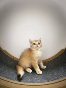 feature ad BSH Kittens Golden Purebred