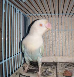 Burung lovebird fischer fallow LIMITED EDITION
