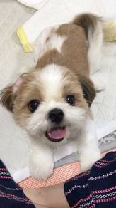 G5216 Teeny Shih Tzu cute and playful little puppy