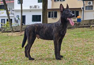 Rare Gems Dutch Shepherd not Belgium Shepherd 