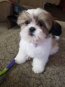 F1412 Gentle Shih Tzu cute and playful little pupp