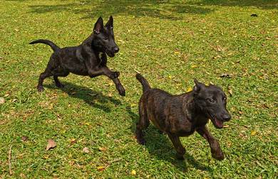 Guard dog Dutch Shepherd not Belgium Malinios