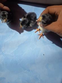 menjual anak ayam pakhoy drumband